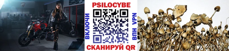 OMG зеркало  Малгобек  Галлюциногенные грибы Psilocybe 